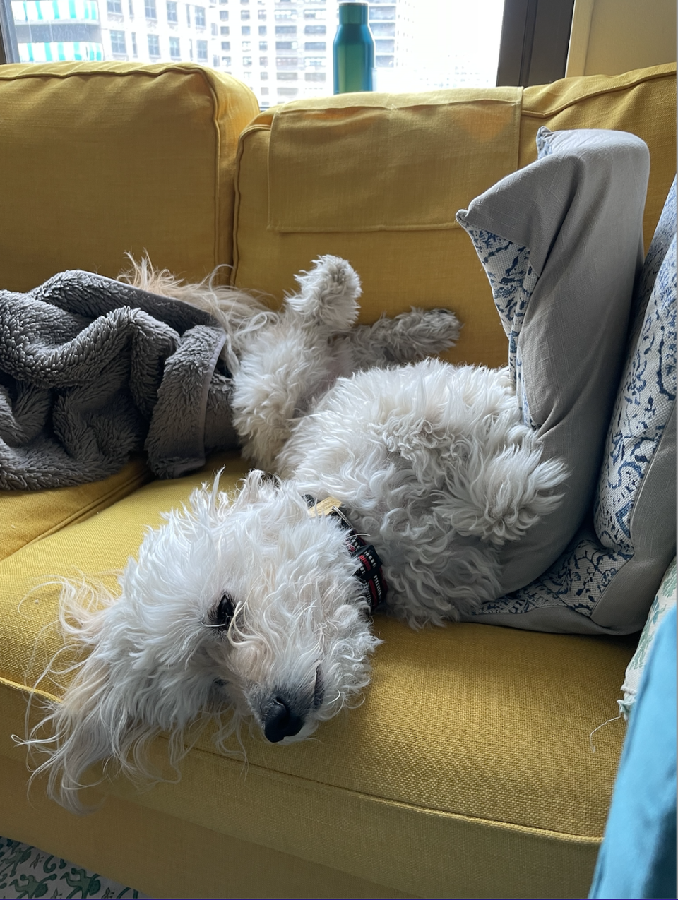 a dog on a couch