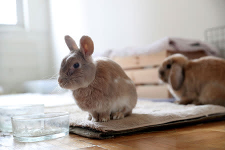 One of the eight bunnies adopted by Jacob Levitt sits at his apartment in New York, U.S., April 11, 2019. REUTERS/Shannon Stapleton