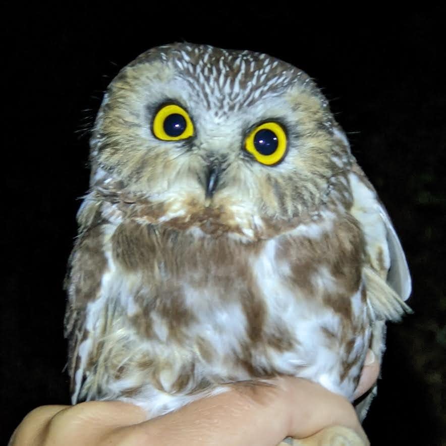 An owl prowl is part of the outing set for Feb. 4.