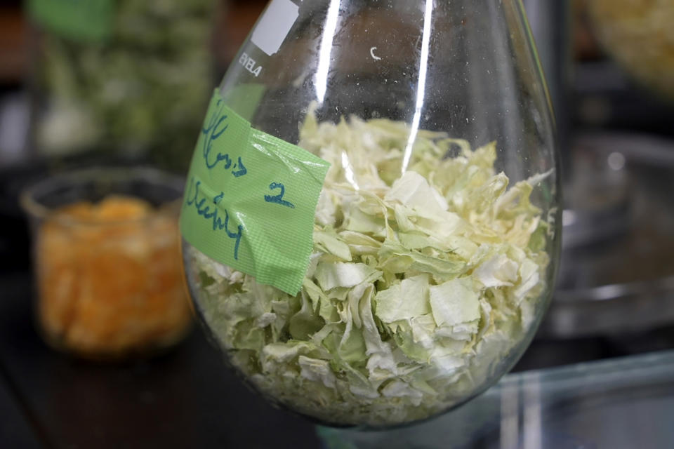 Chinese cabbage being dried is seen in glass flask at the laboratory of Tokyo University in Tokyo, on May 26, 2022. The university's researchers Kota Machida and Yuya Sakai have developed a technology that can transform food waste into “cement" for construction use. (AP Photo/Chisato Tanaka)