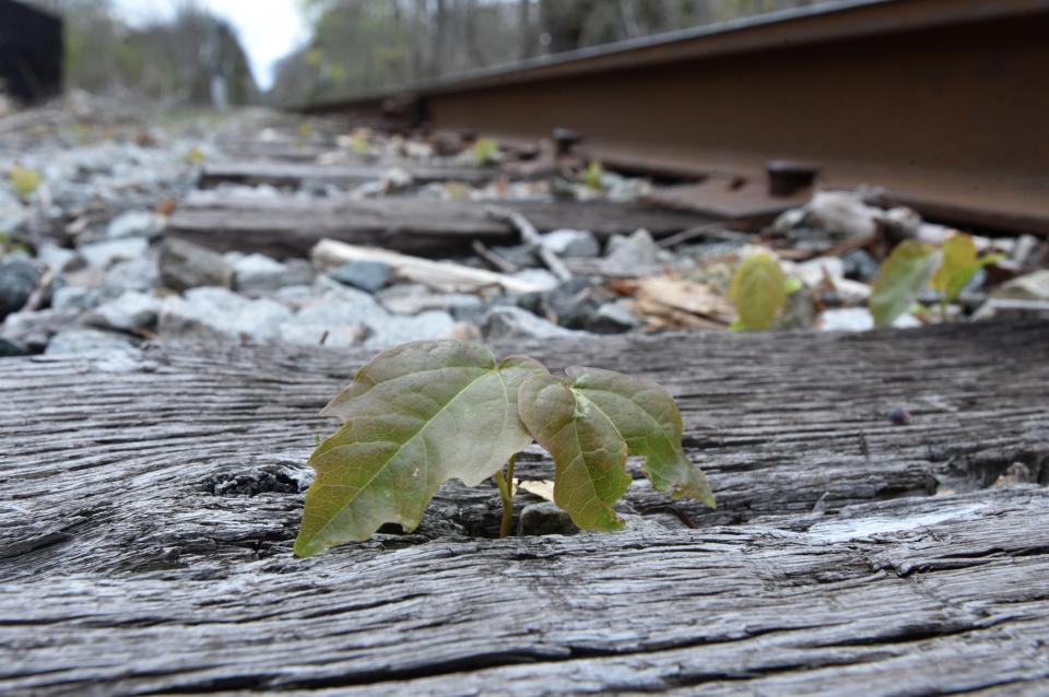 A maple seedling sprouts in a crack of an old railroad tie along the tracks in Barnstable April 27. Steve Heaslip/Cape Cod Times