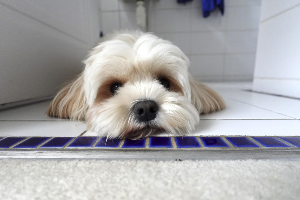 Low angle closeup photo of a cute dog