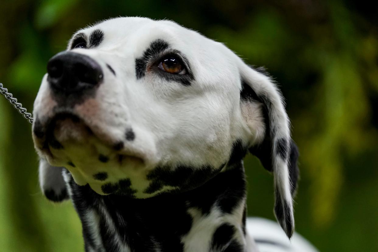 Planett's Pop Star, a Dalmatian owned by Barbara Kaplan-Barrett and Edward Barrett, competes at Westminster this month in New York.