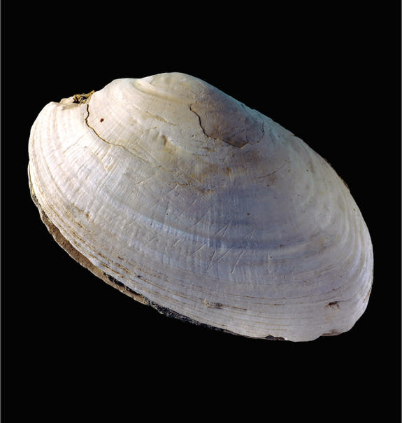 The shell (Pseudodon) with the engravings, includes several slashes and an "M" shaped zigzag, made by Homo erectus at Trinil.