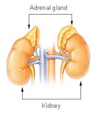 Adrenal glad