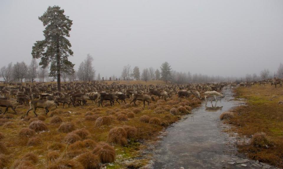 A herd of reindeer.