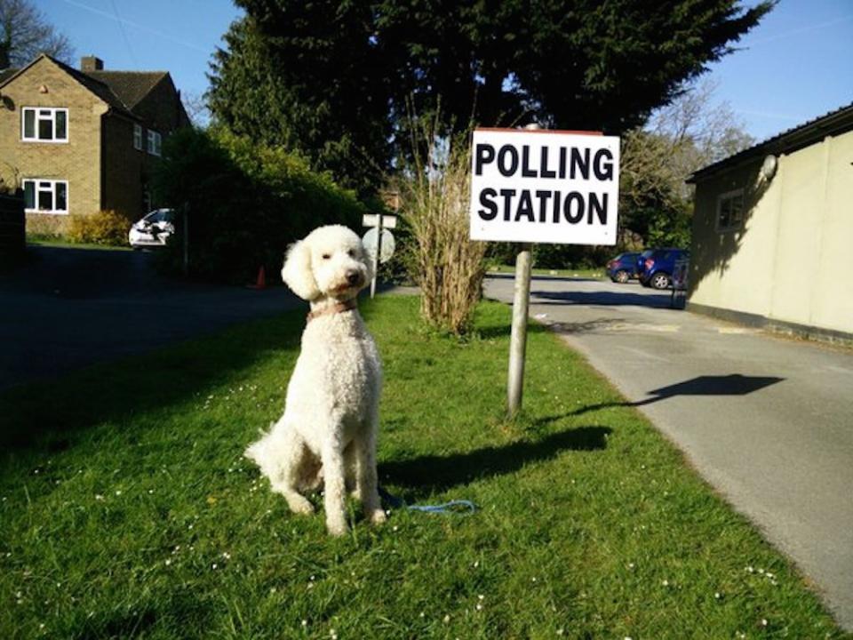 poodle polling