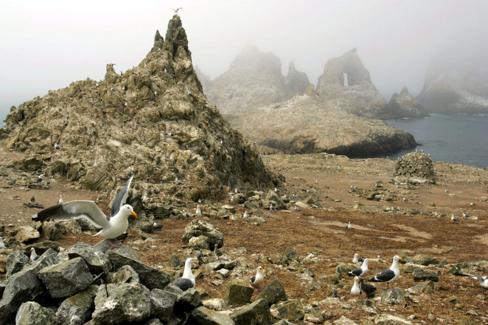 FILE - In this July 8, 2006, file photo, gulls are seen nesting near the North Landing area of the Farallon Islands National Refuge, Calif. Environmental research projects on everything from endangered animals to air and water quality are being delayed and disrupted by the month-long partial federal government shutdown _ and not just those conducted by government agencies. Scientists with universities, nonprofit organizations and private companies say their inability to collaborate with federal partners, gain access to federal lands and laboratories, and secure federal funding is jeopardizing their work. (AP Photo/Ben Margot, file)