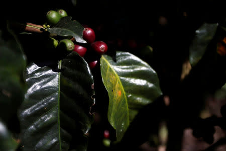 Ripe coffee fruits are seen at a coffee plantation in Chinchina, Colombia November 22, 2018. REUTERS/Luisa Gonzalez