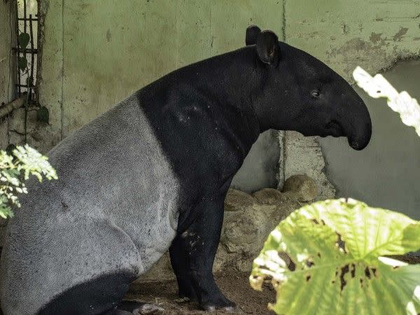 ▲貘樹3月中旬移居保育研究中心，與新加坡動物園遠道而來的Putri相親。搬家過程十分順利，在新居中也適應良好，圖片中的牠正在愜意地打盹。（圖／台北市立動物園提供）