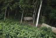 Un grupo de indígenas, que según varios antropólogos había permanecido sin contacto con el exterior, fue visto el pasado 25 de marzo en la cuenca Amazónica, en la ribera del río Xinane, en el estado brasileño de Acre, fronterizo con Perú. REUTERS/Lunae Parracho