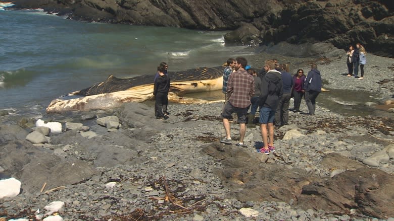 Whale watch from afar: Outer Cove crowds told to back off dead humpback