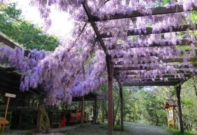 桃園武陵農場紫藤花。圖：武陵農場/提供