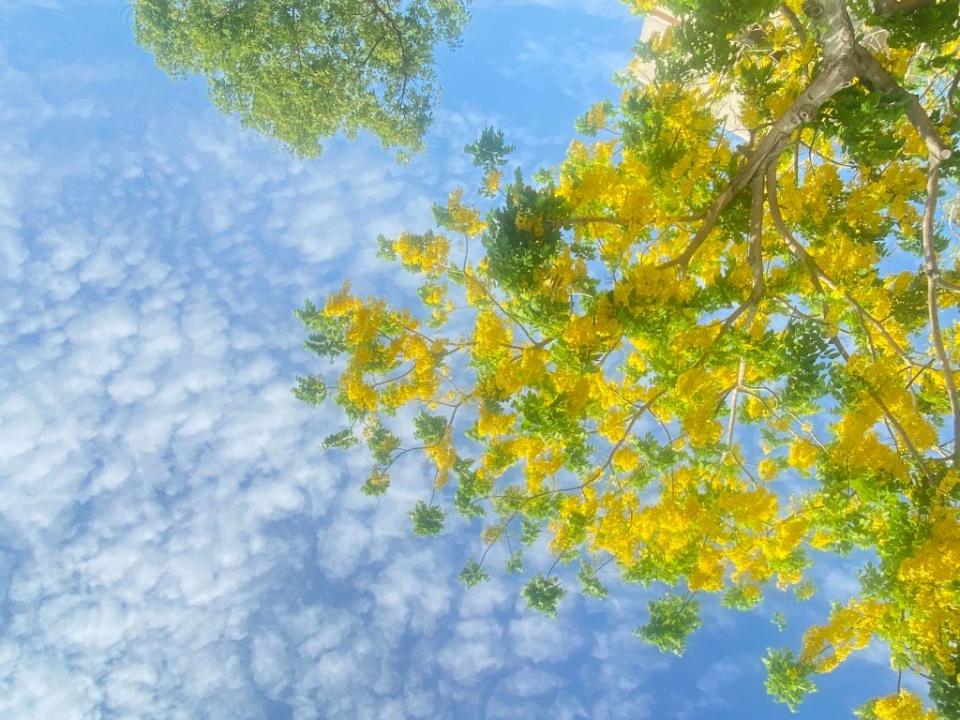 在台南處處可見到藍天白雲下美麗的金黃阿勃勒花。（記者張淑娟攝）