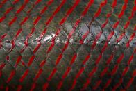 The skin of an arapaima or pirarucu, the largest freshwater fish species in South America and one of the largest in the world, is pictured after being fished by villagers from the Rumao Island community out of a branch of the Solimoes river, one of the main tributaries of the Amazon, in the Mamiraua nature reserve near Fonte Boa, about 600 km (373 miles) west of Manaus, November 24, 2013. Catching the arapaima, a fish that is sought after for its meat and is considered by biologists to be a living fossil, is only allowed once a year by Brazil's environmental protection agency. The minimum size allowed for a fisherman to keep an arapaima is 1.5 meters (4.9 feet). Picture taken November 24, 2013. REUTERS/Bruno Kelly (BRAZIL - Tags: ENVIRONMENT SOCIETY ANIMALS) ATTENTION EDITORS: PICTURE 15 OF 22 FOR PACKAGE 'FISHING FOR BRAZIL'S FOSSILS'. TO FIND ALL IMAGES SEARCH 'ARAPAIMA KELLY'