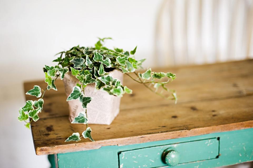 Ivy growing out of plant pot on wooden table