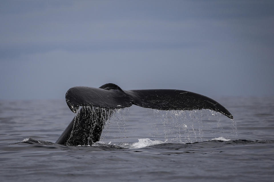 Una ballena jorobada emerge en las aguas de Bahía Solano, Colombia, el domingo 27 de agosto de 2023. (AP Foto/Iván Valencia)