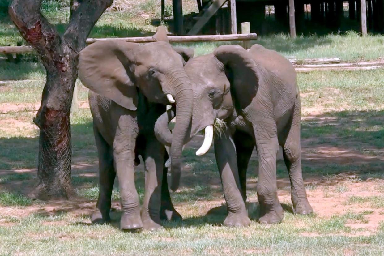 PHOTO: Doma (male) and Mainos (male) greeting. Doma spreads his ears and reaches his trunk to touch Mainos' mouth. Mainos holds his ears open and raised. (Vesta Eleuteri)