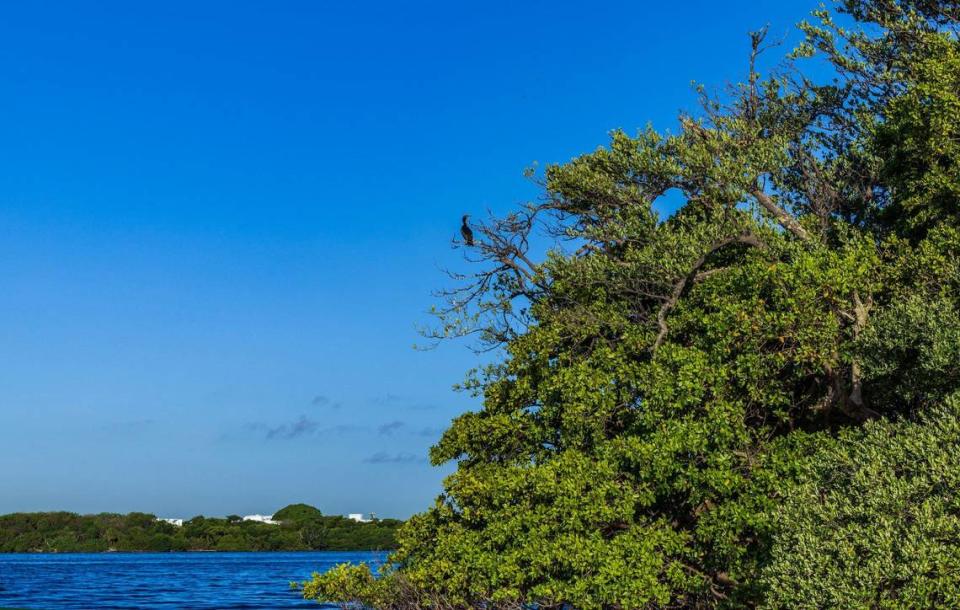 Un cormorán visto alrededor de la Bird Key, una isla privada en la bahía de Biscayne que ahora está a la venta ante el enfado de ecologistas, porque urbanizadores pudieran construir en la isla, desplazando a todas las aves, el jueves 23 de mayo de 2024.