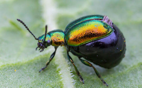 A female green dock beetle (Gastrophysa viridula) with abdomen swollen with eggs. Derbyshire, UK.  - Credit: Alex Hyde/Nature Picture Library