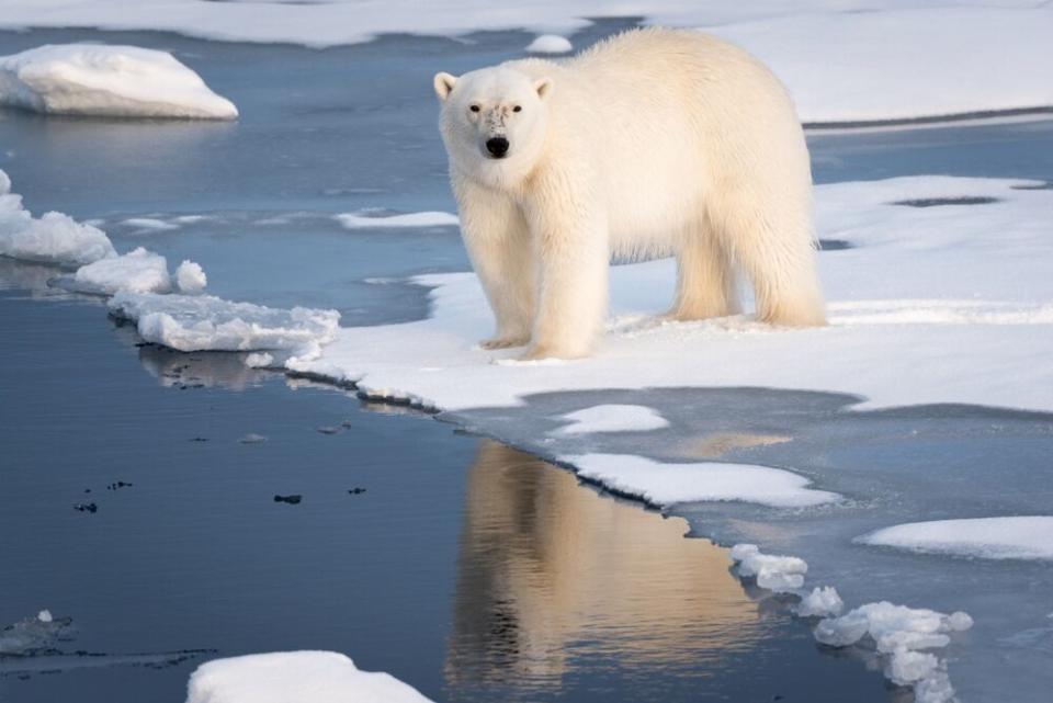 Polar bear | Getty