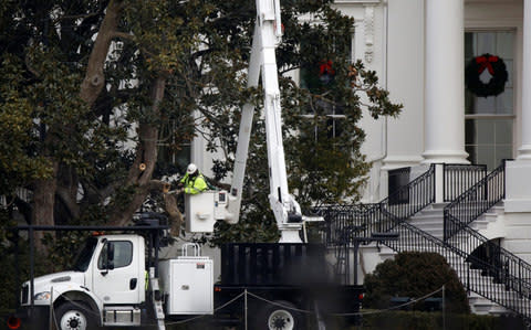 Workers cut branches from the magnolia tree planted by President Andrew Jackson - Credit: Joshua Roberts/Reuters