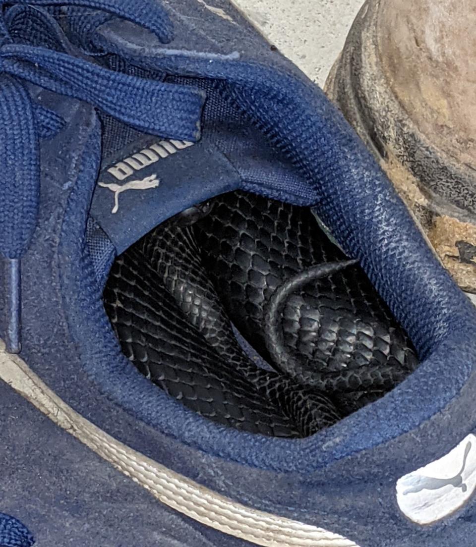 close up photo of the Puma sneaker with the black shiny snake curled up in the shoe.