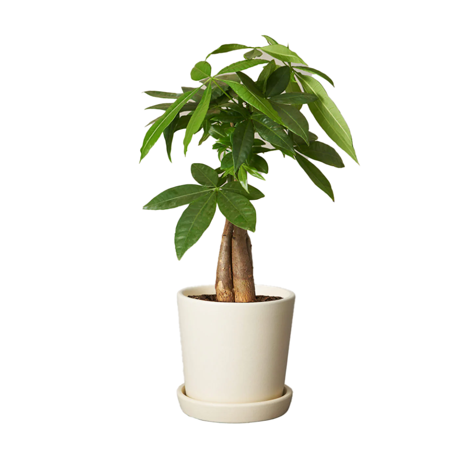 17) Money Tree Plant