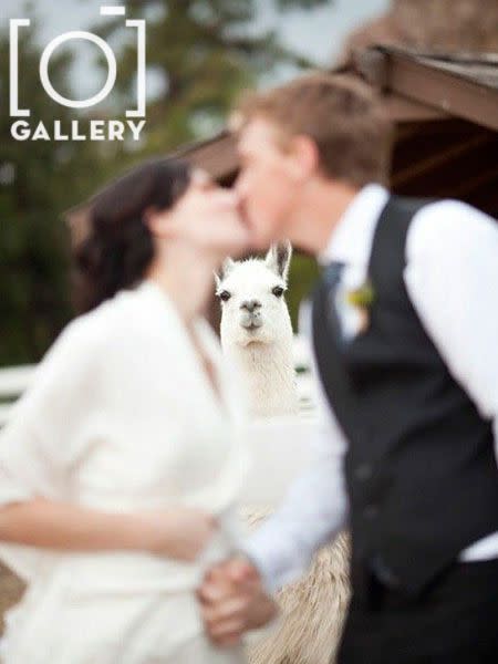 GALLERY: The funniest wedding photobombs