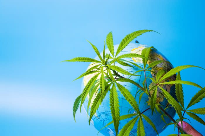 A person holding cannabis leaves in front of a globe of the Earth.