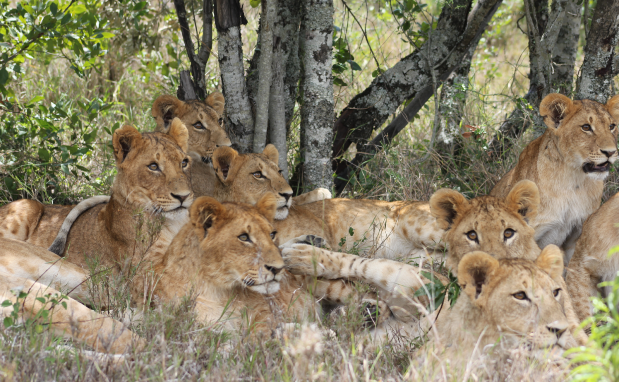 A pride of lions in a “pristine” savanna in Kenya where they can use whistling-thorn trees as cover to stalk and ambush plains zebra. In areas that have been colonized by invasive big-headed ants, there are fewer whistling thorn trees for cover and the lions' choice of prey changes.