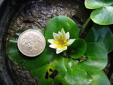 Nymphaea thermarum, the smallest waterlily in the world and extinct in the wild