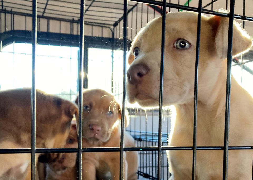 Puppies get ready for transport with Parish Paws Friday morning, November 19, 2021, in the parking lot of Home Depot in Shreveport.