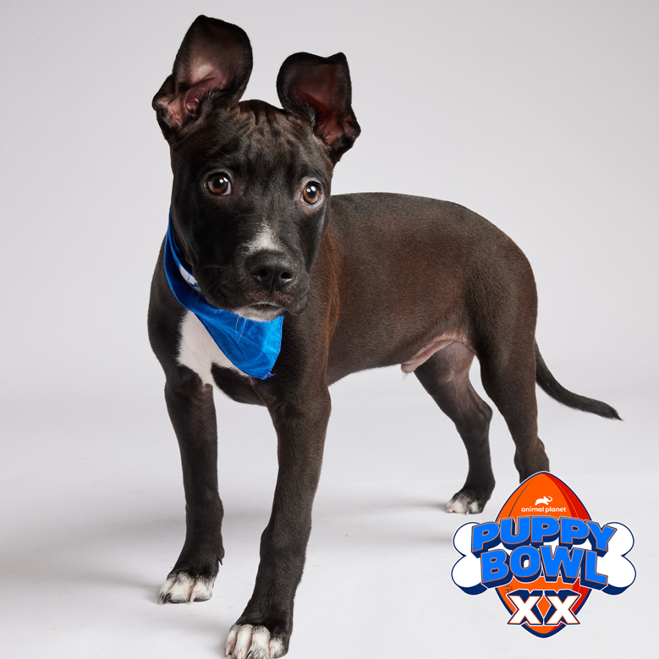 Brandywine Valley SPCA's Dominic will play in Puppy Bowl XX.