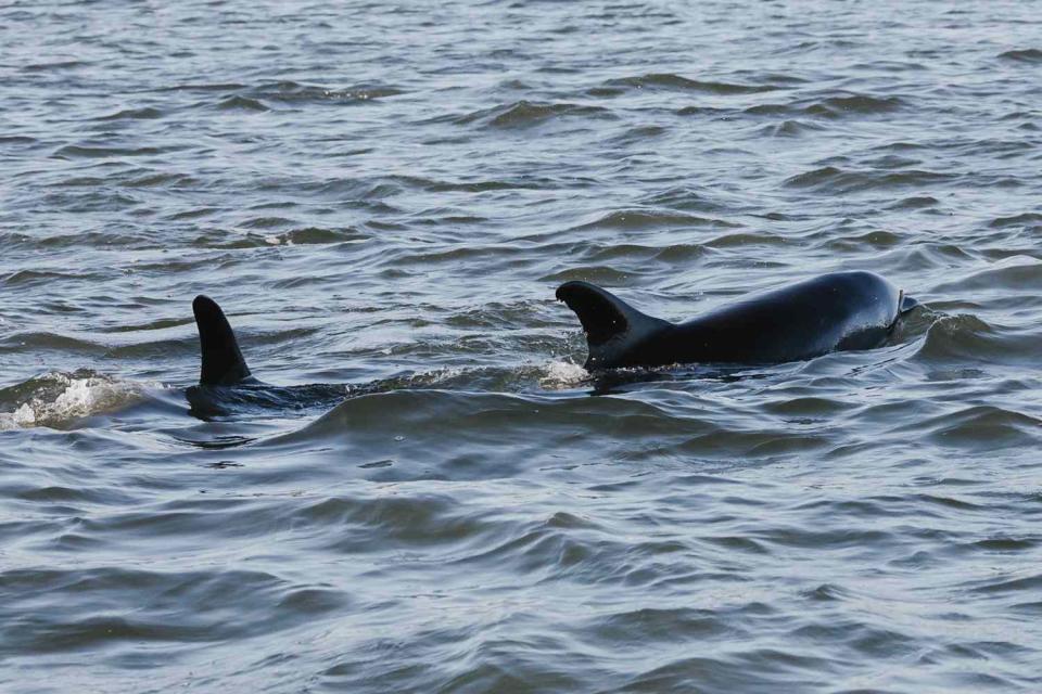 <p>IFAW</p> Over 100 Dolphins Saved from Historic Mass Stranding in Cape Cod