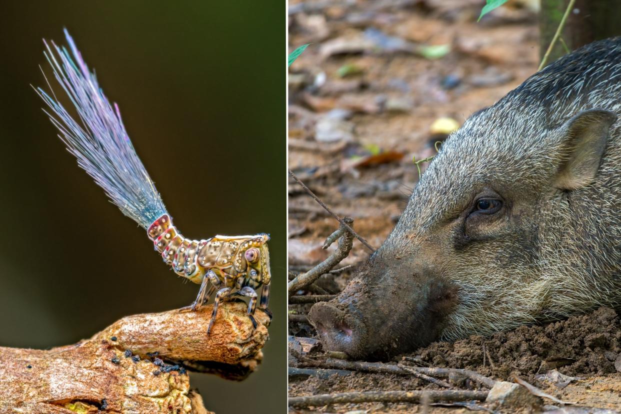 A planthopper nymph and wild boar in Singapore. (Photos: Allen Meek, Getty Images)