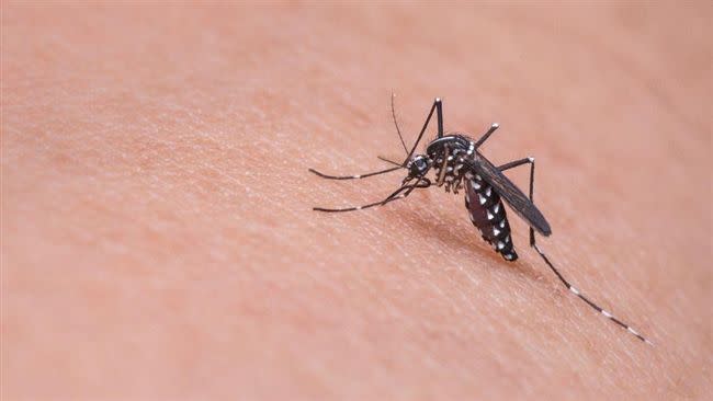 一名網友靠「2法寶」滅絕蚊蟲，成果驚人。（示意圖／翻攝自pixabay）