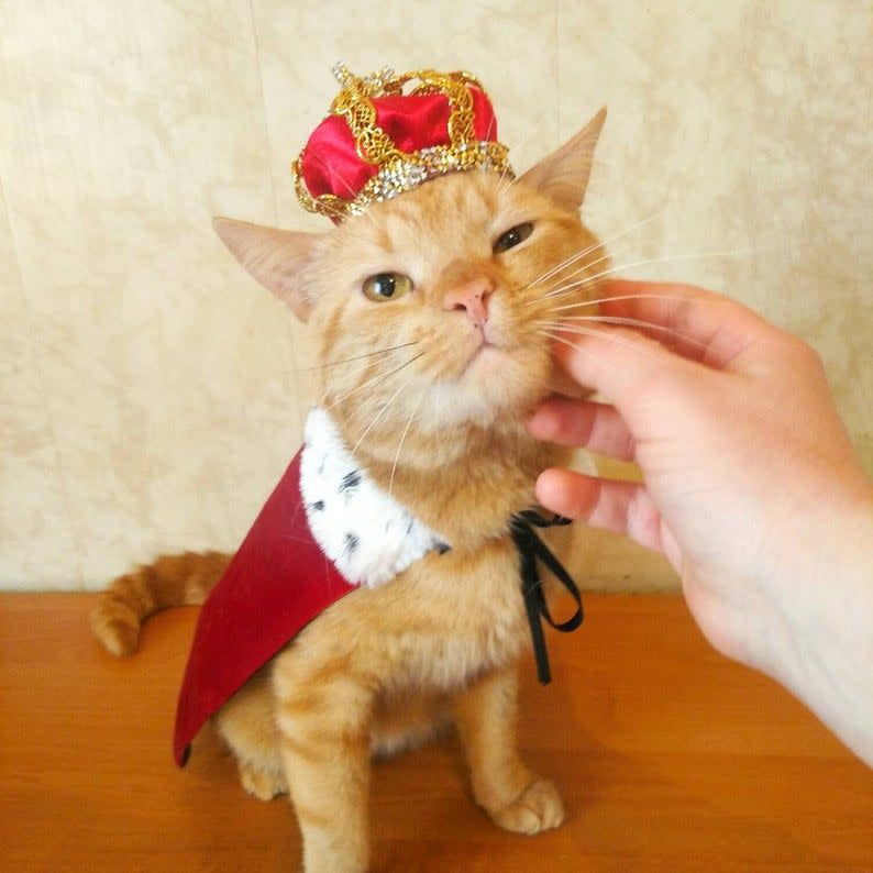 King Costume for Cats