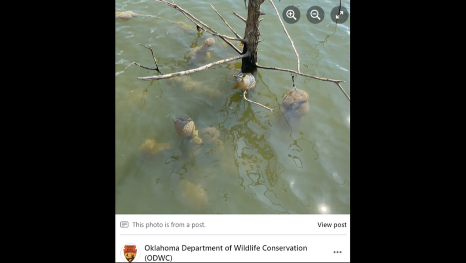 The balls are often found attached to submerged trees, officials say.