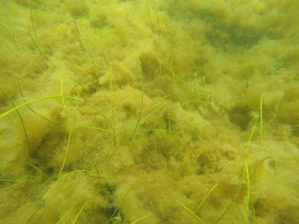 A seagrass meadow covered in macroalgae. 