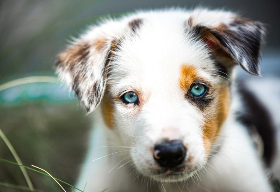 Close-up portrait of Australian Shepherd puppy