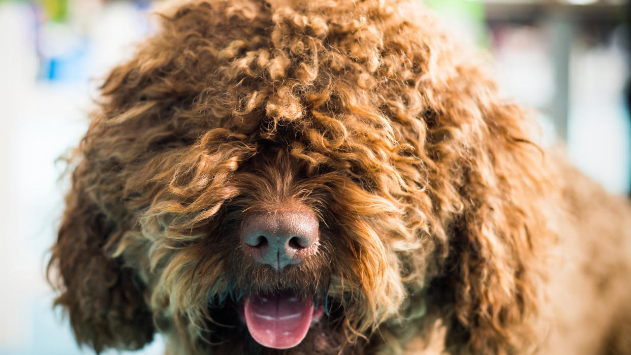 Barbet dog