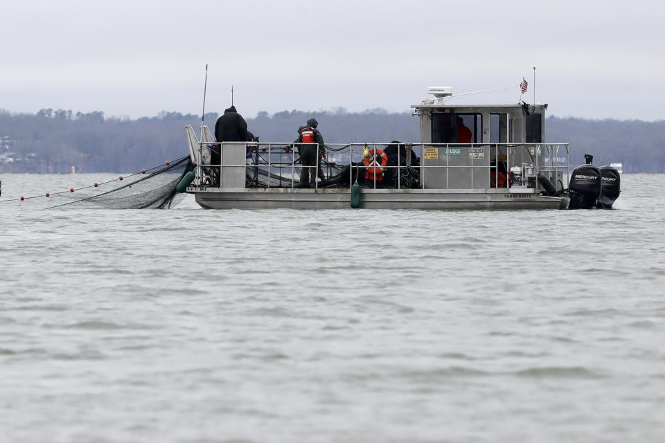 In this Feb. 5, 2020, photo, nets are put into Smith Bay on Kentucky Lake near Golden Pond, Ky., during a roundup of Asian carp. The work is part of a 15-year battle to halt the advance of the invasive Asian carp, which threaten to upend aquatic ecosystems, starve out native fish and wipe out endangered mussel and snail populations along the Mississippi River and dozens of tributaries. (AP Photo/Mark Humphrey)