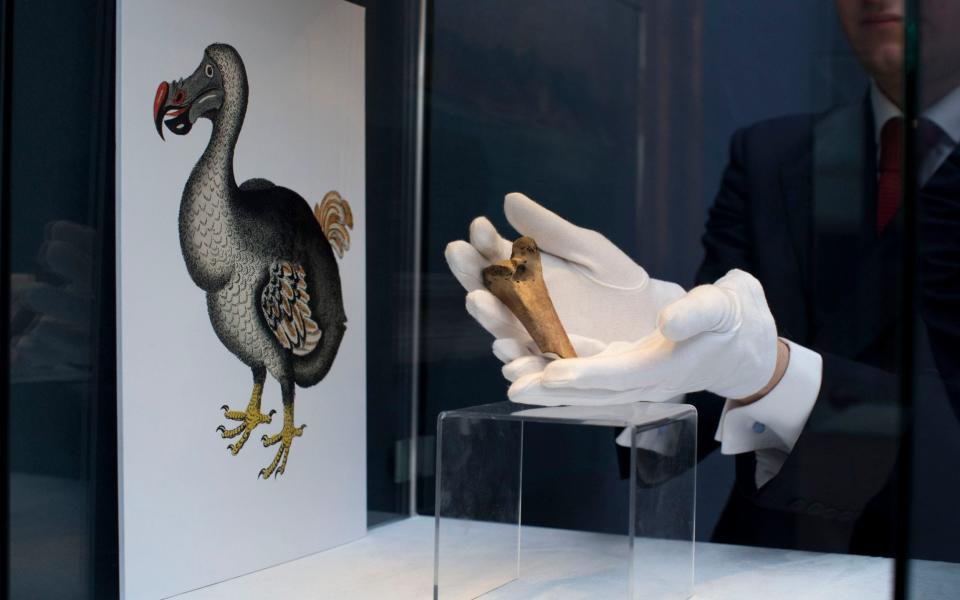 Colossal Biosciences want to bring back the dodo - AP