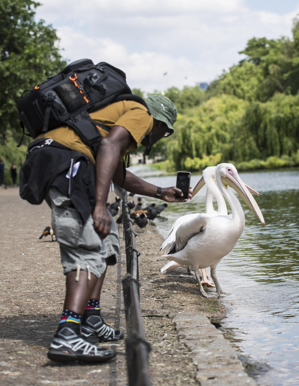 <p>A man takes pictures of the Pelicans in St James Park, London. Wednesday could be the hottest day of the year so far as parts of the UK are set to bask in 30-degree heat. Picture date: Wednesday June 16, 2021.</p>
