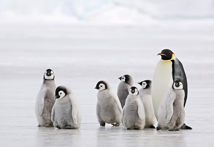 emperor-penguins