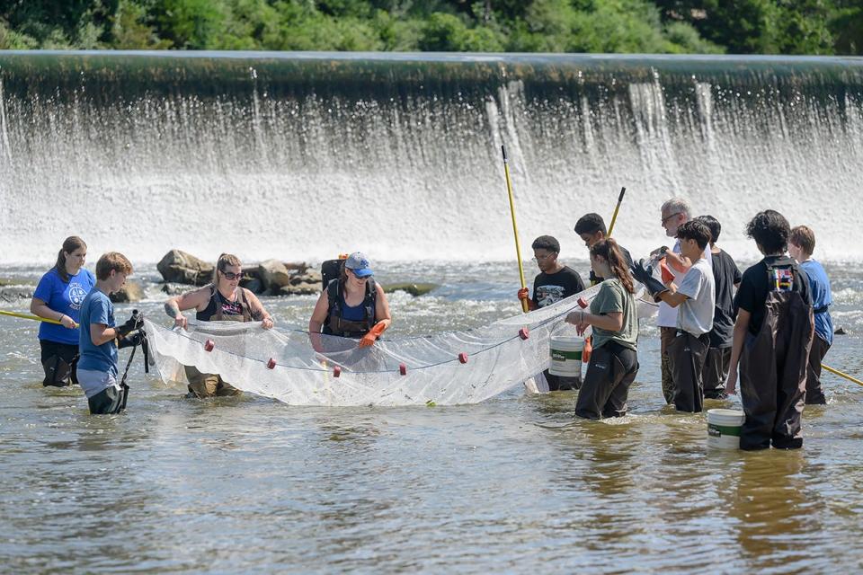 MTSU Summer STEM Camp participants use a net to fish for darters in the Stones River at Walter Hill Dam in Murfreesboro. About 30 rising high school sophomores and juniors attended the College of Basic and Applied Sciences camp featuring biology, chemistry and engineering technology from July 11-15