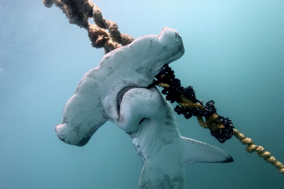 Close up of a hammerhead shark caught on a drum line. 