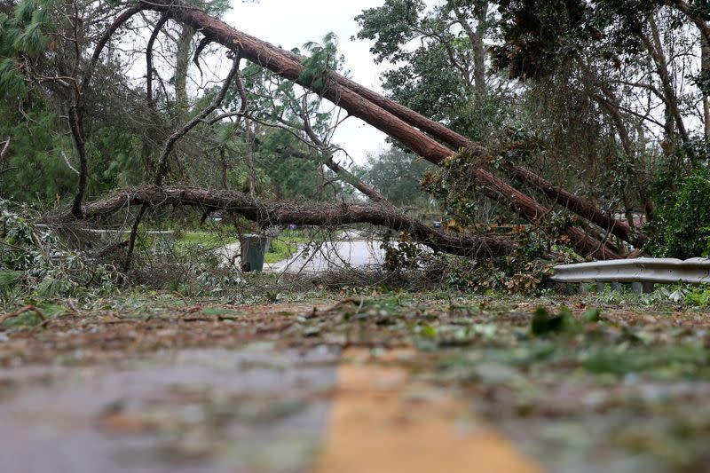 Downed trees block a road after Hurricane Sally in Warrington