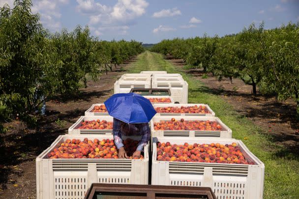 PHOTO: A worker organizes peaches under the hot sun during a harvest in Reynolds, Ga., July 8, 2022. (Bloomberg via Getty Images)